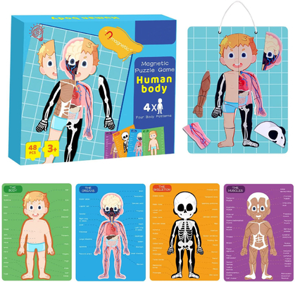 juguetes magnéticos educativos del rompecabezas del cuerpo humano 48pcs para el niño de 3 años